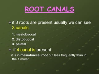 Cusps3 major cusps      MP, MB & DB      Arranged in a tricuspid-triangular patternLesser-sized DL cusp & sometimes missingOblique ridge: MP to DB cusp