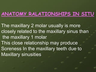 PULP HORNS- 4       1.MESIOBUCCAL      2.DISTOBUCCAL       3.MESIOPALATAL      4.DISTOPALATALROOF– MORE RHOMBOIDAL IN CROSS SECTION