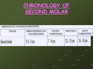 MAXILLARY II MOLARClass traits 3 or more cusps
