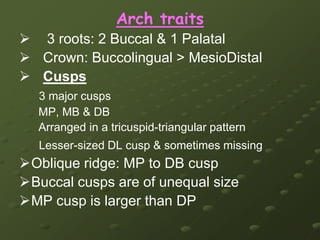  At least 2 buccal cusps