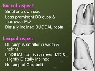  One or more lingual cusps