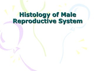 Histology of Male
Reproductive System

 