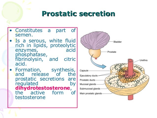 Prostrate Fluid Increasing Prostate Fluid Production – CEMK
