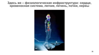 36 
Здесь же – физиологическая инфраструктура: сердце, кровеносная система, легкие, печень, почки, нервы  