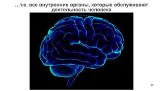 37 
…т.е. все внутренние органы, которые обслуживают деятельность человека  