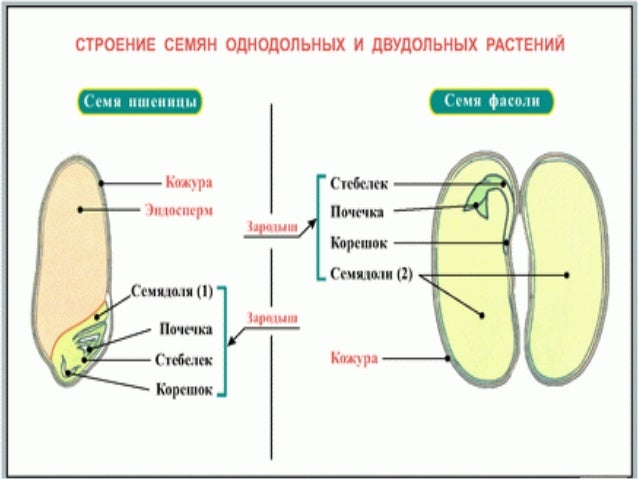 17 урок строение семян