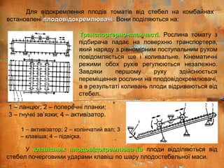 Для відокремлення плодів томатів від стебел на комбайнах
встановлені плодовідокремлювачіплодовідокремлювачі. Вони поділяються на:
Транспортерно-планчасті.Транспортерно-планчасті. Рослина томату з
підбирача падає на поверхню транспортера,
який наряду з рівномірним поступальним рухом
повідомляється ще і коливальне. Кінематичні
режими обох рухів регулюються незалежно.
Завдяки першому руху здійснюється
переміщення рослини на плодовідокремлювачі,
а в результаті коливань плоди відриваються від
стебел.
У клавішних плодовідокремлювачівклавішних плодовідокремлювачів плоди відділяються від
стебел почерговими ударами клавіш по шару плодостебельної маси.
1 – активізатор; 2 – колінчатий вал; 3
– клавіша; 4 – підвіска.
1 – ланцюг; 2 – поперечні планки;
3 – гнучкі зв’язки; 4 – активізатор.
 