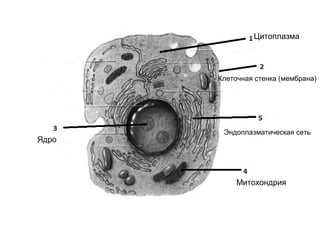 Цитоплазма
Клеточная стенка (мембрана)
Ядро
Митохондрия
Эндоплазматическая сеть
 