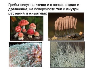 Грибы живут на почве и в почве, в воде и
древесине, на поверхности тел и внутри
растений и животных