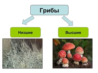 Грибы
Низшие Высшие