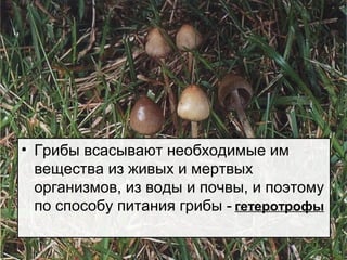 • Грибы всасывают необходимые им
вещества из живых и мертвых
организмов, из воды и почвы, и поэтому
по способу питания грибы - ………………….гетеротрофы