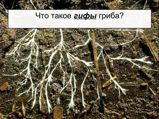 Что такое гифы гриба?