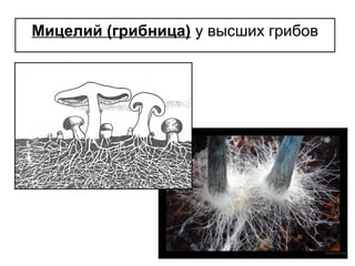 Мицелий (грибница) у высших грибов