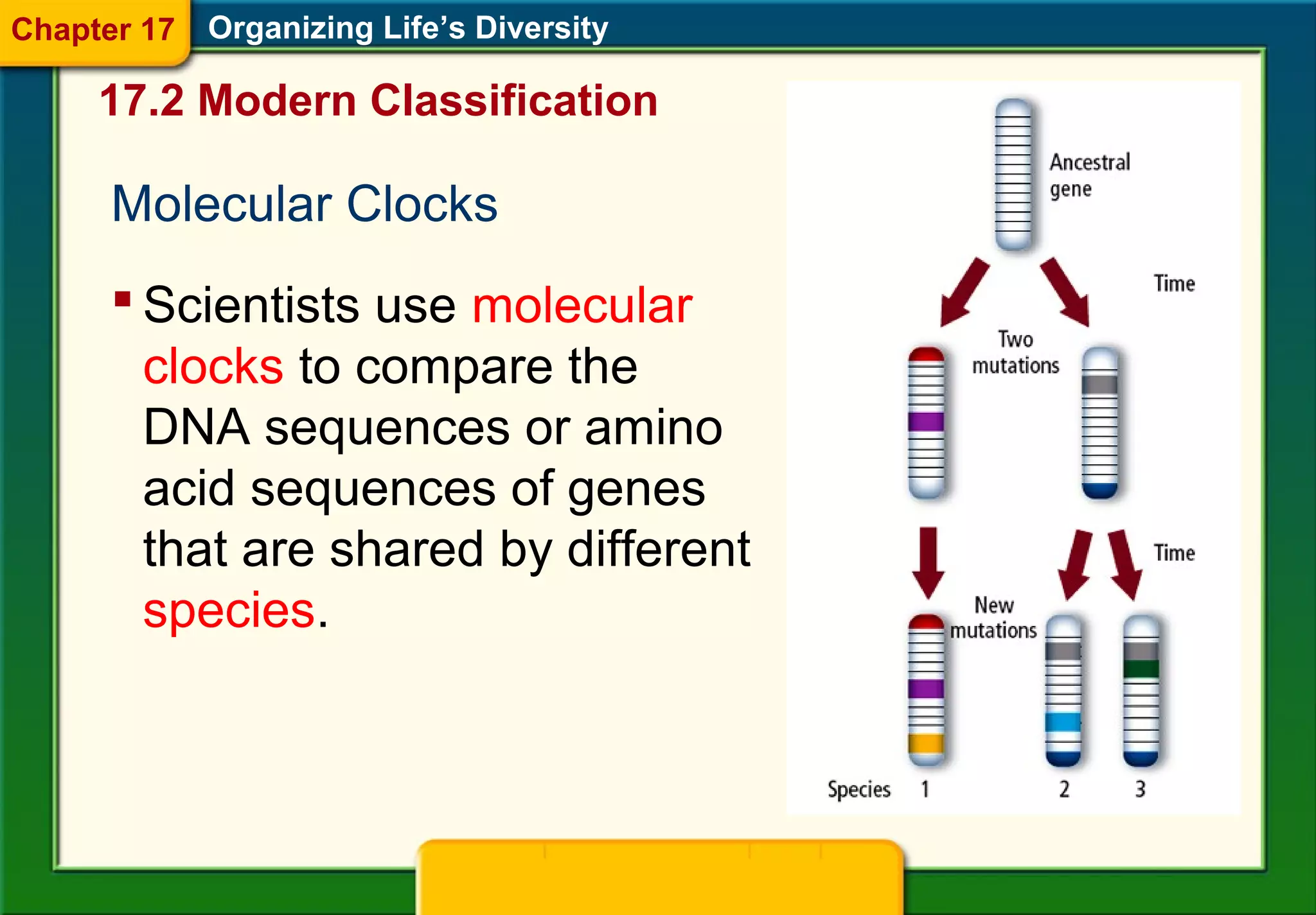 Molecular Clocks
Organizing Life’s Diversity
 Scientists use molecular
clocks to compare the
DNA sequences or amino
acid sequences of genes
that are shared by different
species.
17.2 Modern Classification
Chapter 17
 