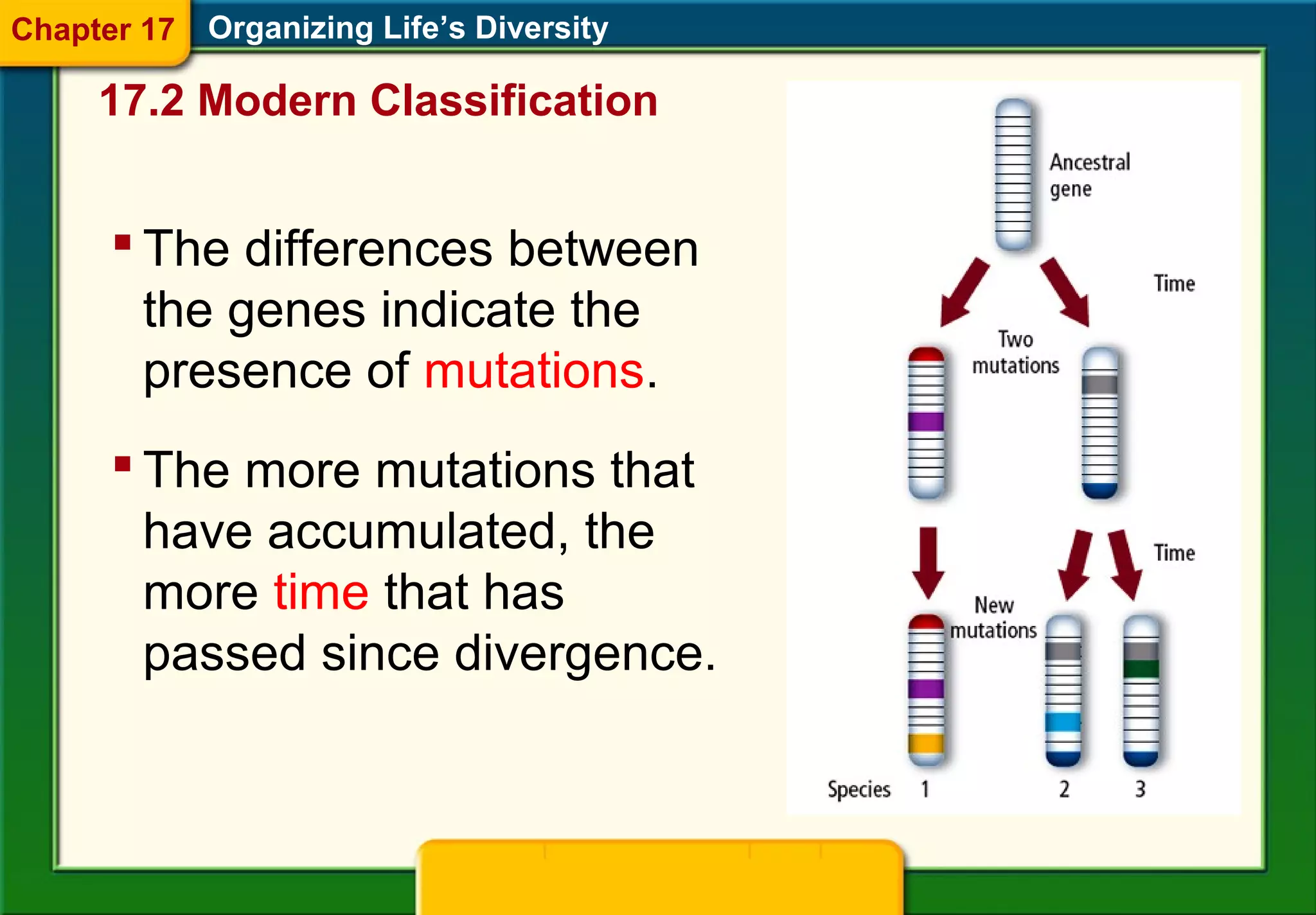 Organizing Life’s Diversity
 The differences between
the genes indicate the
presence of mutations.
 The more mutations that
have accumulated, the
more time that has
passed since divergence.
17.2 Modern Classification
Chapter 17
 