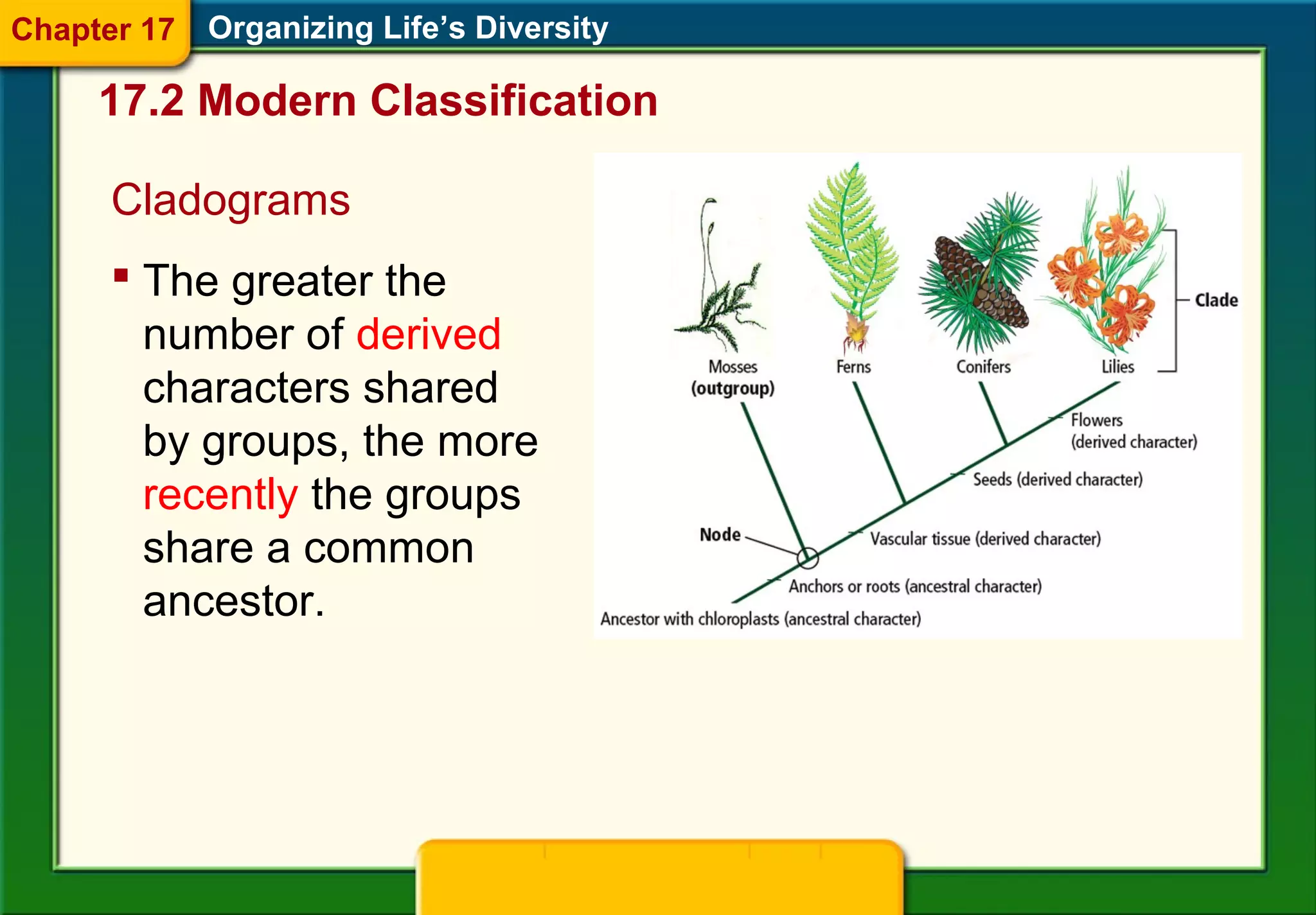 Cladograms
Organizing Life’s Diversity
 The greater the
number of derived
characters shared
by groups, the more
recently the groups
share a common
ancestor.
17.2 Modern Classification
Chapter 17
 