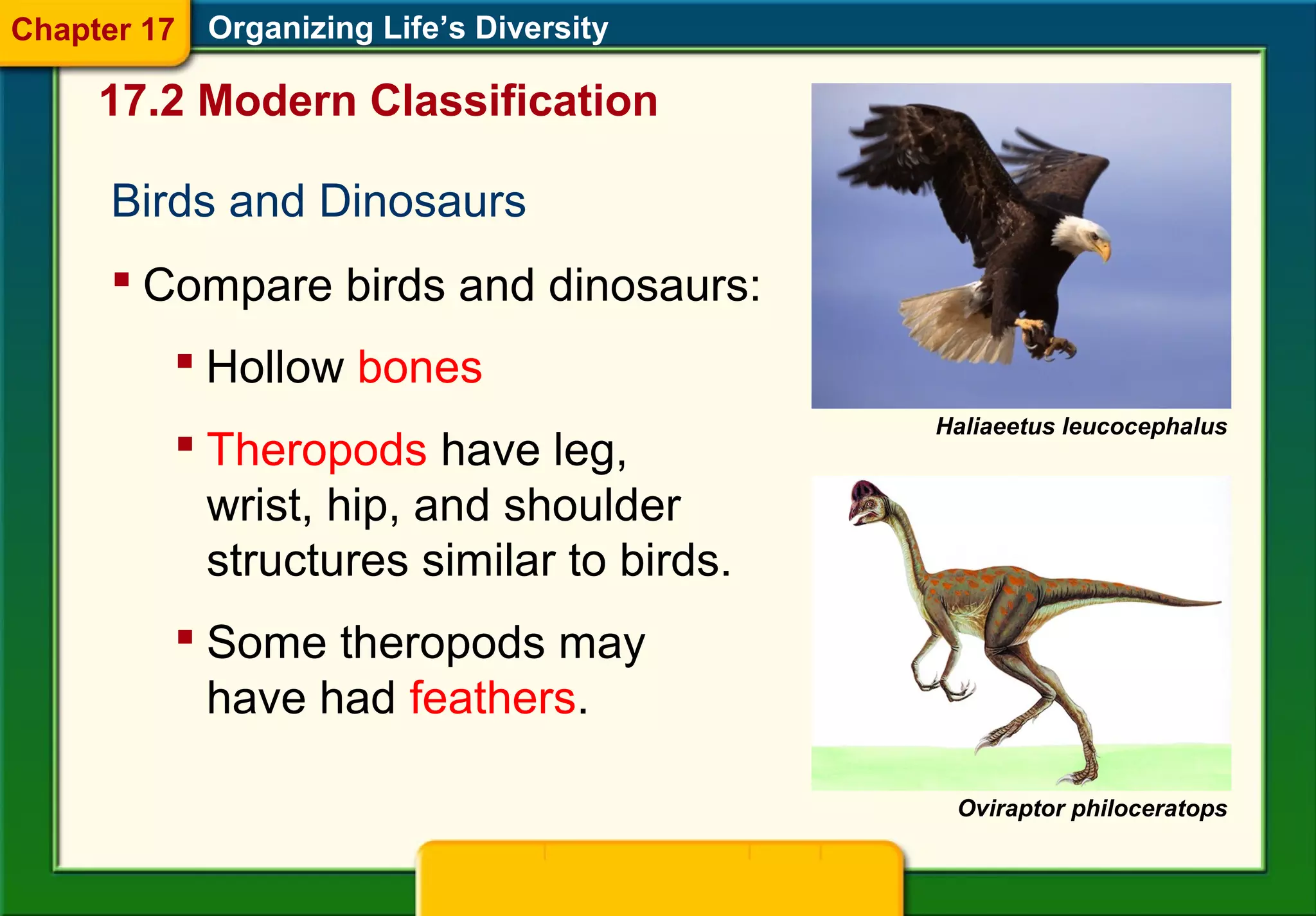Birds and Dinosaurs
Organizing Life’s Diversity
 Compare birds and dinosaurs:
 Hollow bones
 Theropods have leg,
wrist, hip, and shoulder
structures similar to birds.
 Some theropods may
have had feathers.
Haliaeetus leucocephalus
Oviraptor philoceratops
17.2 Modern Classification
Chapter 17
 