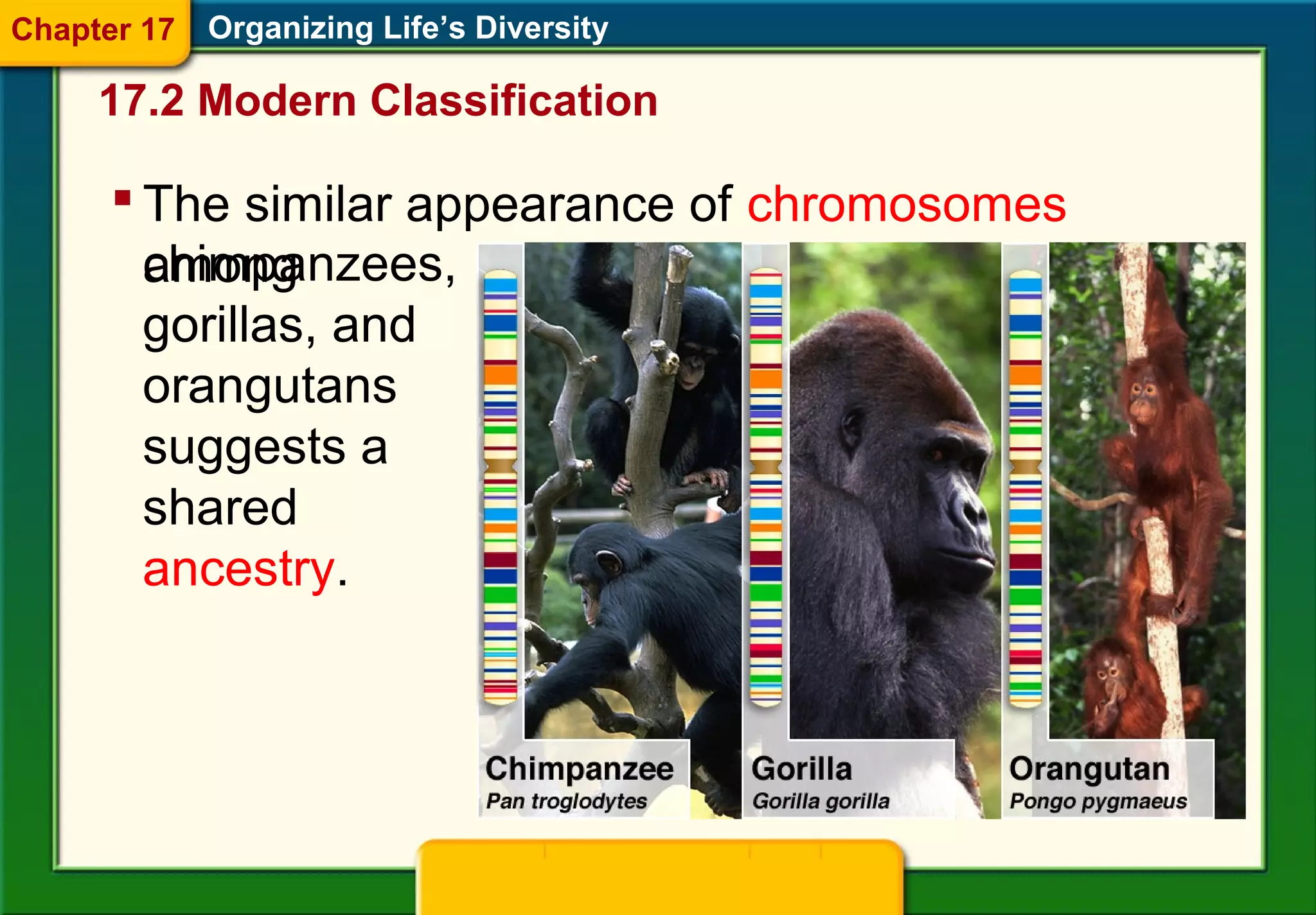 Organizing Life’s Diversity
 The similar appearance of chromosomes
amongchimpanzees,
gorillas, and
orangutans
suggests a
shared
ancestry.
17.2 Modern Classification
Chapter 17
 