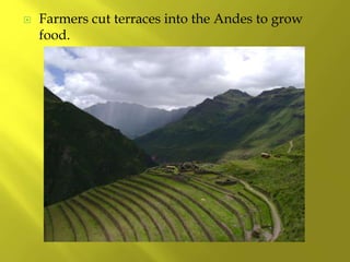  Farmers cut terraces into the Andes to grow
food.
 