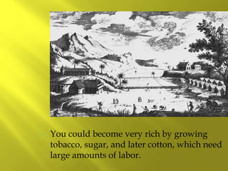  You could become very rich by growing
tobacco, sugar, and later cotton, which need
large amounts of labor.
 