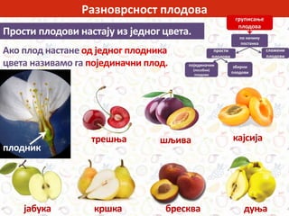 Разноврсност плодова
Прости плодови настају из једног цвета.
Ако плод настане од једног плодника
цвета називамо га појединачни плод.
плодник
шљива кајсија
кршка бресква дуњајабука
трешња
 