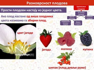 Разноврсност плодова
Ако плод настане од више плодника
цвета називамо га збирни плод.
цвет јагоде
плодници
јагода малина купина
шипак (плод дивље руже)
Прости плодови настају из једног цвета.
 
