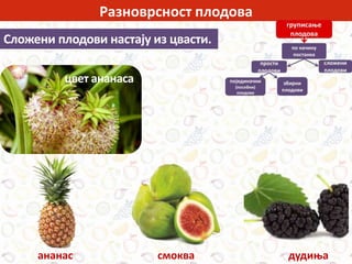 Разноврсност плодова
Сложени плодови настају из цвасти.
цвет ананаса
дудињасмокваананас
 