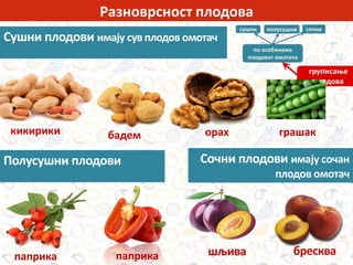 Разноврсност плодова
Сушни плодови имају сув плодов омотач
кикирики бадем орах
Полусушни плодови
паприкапаприка
Сочни плодови имају сочан
плодов омотач
шљива бресква
грашак
 