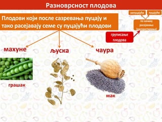 Разноврсност плодова
Плодови који после сазревања пуцају и
тако расејавају семе су пуцајући плодови
грашак
махуне љуска чаура
мак
 