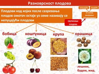 Разноврсност плодова
Плодови код којих после сазревања
плодов омотач остаје уз семе називају се
непуцајући плодови
бобица коштуница орашицакрупа
лешник,
бадем, жир,
пшеница
кукуруз
 