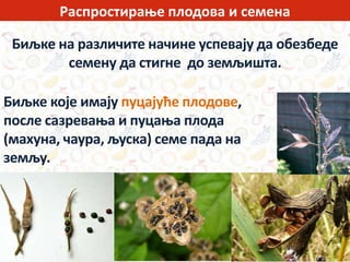Распростирање плодова и семена
Биљке на различите начине успевају да обезбеде
семену да стигне до земљишта.
Биљке које имају пуцајуће плодове,
после сазревања и пуцања плода
(махуна, чаура, љуска) семе пада на
земљу.
 