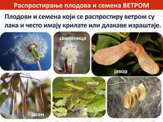 Распростирање плодова и семена ВЕТРОМ
Плодови и семена који се распростиру ветром су
лака и често имају крилате или длакаве израштаје.
јавор
липа
јасен
свиленица
 