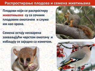 Распростирање плодова и семена живтињама
Плодови који се распростиру
животињама су са сочним
плодовим омотачем и служе
им као храна.
Семена остају несварена
захваљујући чврстом омотачу и
избацују се заједно са изметом.
 