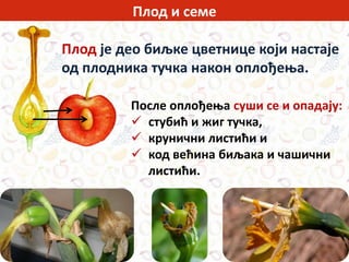 Плод је део биљке цветнице који настаје
од плодника тучка након оплођења.
После оплођења суши се и опадају:
 стубић и жиг тучка,
 крунични листићи и
 код већина биљака и чашични
листићи.
Плод и семе
 