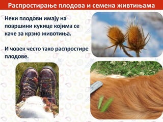 Распростирање плодова и семена живтињама
Неки плодови имају на
површини кукице којима се
каче за крзно животиња.
И човек често тако распростире
плодове.
 