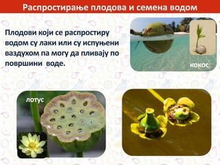 Распростирање плодова и семена водом
Плодови који се распростиру
водом су лаки или су испуњени
ваздухом па могу да пливају по
површини воде.
лотус
кокос
 