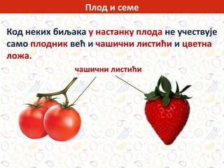 Код неких биљака у настанку плода не учествује
само плодник већ и чашични листићи и цветна
ложа.
чашични листићи
Плод и семе
 