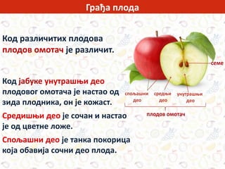 Грађа плода
Код различитих плодова
плодов омотач је различит.
Код јабуке унутрашњи део
плодовог омотача је настао од
зида плодника, он је кожаст.
Средишњи део је сочан и настао
је од цветне ложе.
Спољашни део је танка покорица
која обавија сочни део плода.
 