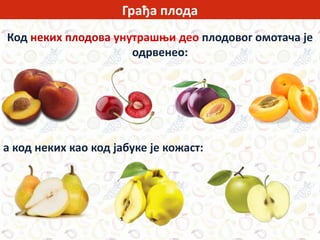 Грађа плода
Код неких плодова унутрашњи део плодовог омотача је
одрвенео:
а код неких као код јабуке је кожаст:
 