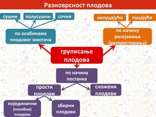 по начину
расејавања
(распростирања)
Разноврсност плодова
по начину
постанка
по особинама
плодовог омотача
груписање
плодова
прости
плодови
сложени
плодови
појединачни
(посебни)
плодови
збирни
плодови
непуцајући пуцајућисушни полусушни сочни
 