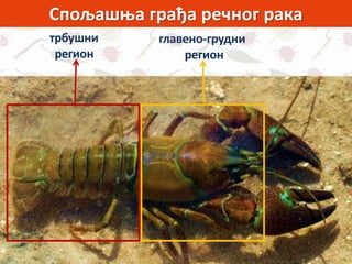 Спољашња грађа речног рака
главено-грудни
регион
трбушни
регион
 
