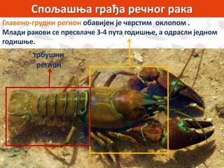 Спољашња грађа речног рака
Главено-грудни регион обавијен је чврстим оклопом .
Млади ракови се пресвлаче 3-4 пута годишње, а одрасли једном
годишње.
трбушни
регион
 