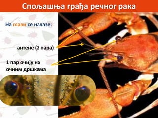 Спољашња грађа речног рака
На глави се налазе:
антене (2 пара)
1 пар очију на
очним дршкама
 