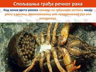 Спољашња грађа речног рака
Код неких врста ракова ножице на трбушном региону имају
улогу у дисању, размножавању или придржавању јаја или
младунаца.
 