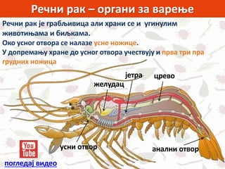 Речни рак – органи за варење
Речни рак је грабљивица али храни се и угинулим
животињама и биљкама.
Око усног отвора се налазе усне ножице.
У допремању хране до усног отвора учествују и прва три пра
грудних ножица
усни отвор
желудац
црево
анални отвор
јетра
погледај видео
 