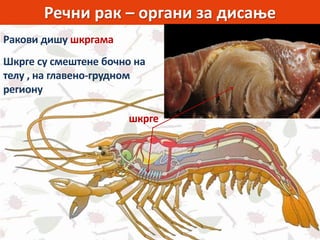 Речни рак – органи за дисање
Ракови дишу шкргама
шкрге
Шкрге су смештене бочно на
телу , на главено-грудном
региону
 