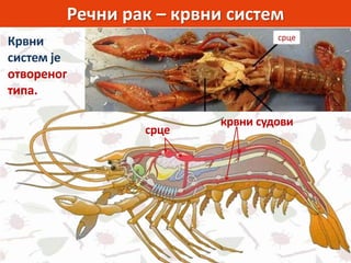 Речни рак – крвни систем
Крвни
систем је
отвореног
типа.
крвни судови
срце
 