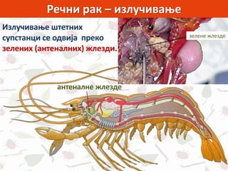 Речни рак – излучивање
Излучивање штетних
супстанци се одвија преко
зелених (антеналних) жлезди.
антеналне жлезде
 