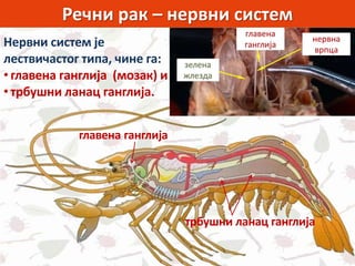 Речни рак – нервни систем
Нервни систем је
лествичастог типа, чине га:
• главена ганглија (мозак) и
• трбушни ланац ганглија.
главена ганглија
трбушни ланац ганглија
 
