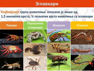 Зглавкари
Најборјнија група животиња описано је више од
1,5 милиона врста, ¾ познатих врста животиња су зглавкари
СтоногеИнсекти
Пауколики
зглавкари
Ракови
 